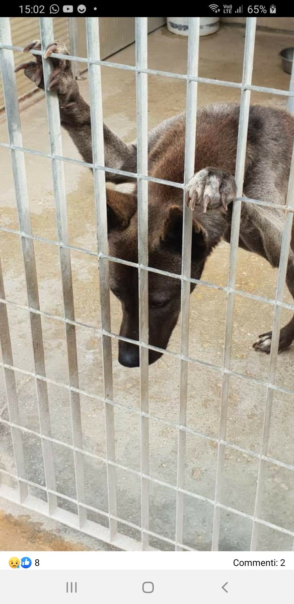 GabriellaBargh1's tweet photo. #4VoiceLess 

"PIETÀ X CHI CADE". C'È QUALCUNO
CHE AIUTI GHOST A TIRARSI SU OPPURE LUI CADRÀ DEFINITIVAMENTE 
STUPENDO È DIR POCO DISPERATO TANTO. HA UN ANNO E MEZZO LA SUA
CASA È UN CANILE IN PROVINCIA DI
LECCE. RTRTRTRT X NN FARLO CADERE
❤❤🙏🙏🙏🐾🦮😭😭😭❤❤
348 4734071 https://t.co/KThmIAeuUo
