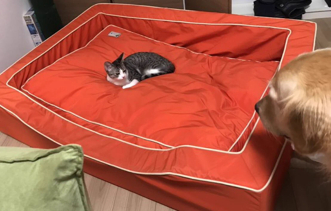 @mamekichirou 前足で踏ん張るタビ氏🤣 