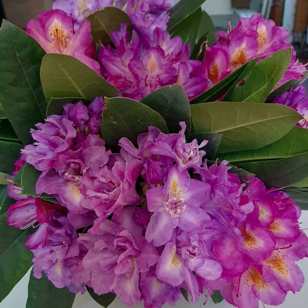 jpmoseley's tweet photo. You just have to love the big brash bold blooms of Rhododendron. Arranged here in a blue jug they create a dazzling haze of lilac, mauve and purple to brighten up this Bank holiday Monday!

#Rhododendron #flowers #cuttingarden #flowersindoors #myflowers #simpleflowers #flowe… https://t.co/Snv0GTiMtq