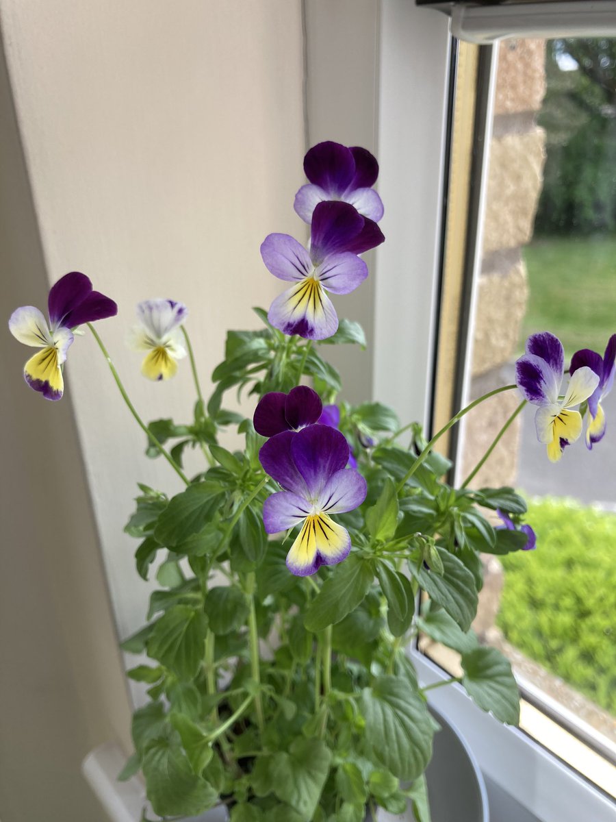 Justdreamingof's tweet photo. First sweet pea bud, first cornflower starting to open and violas in bloom 

#LittleThings #InsideGarden #GreenFingers 🌱 https://t.co/joJLQlGcgO