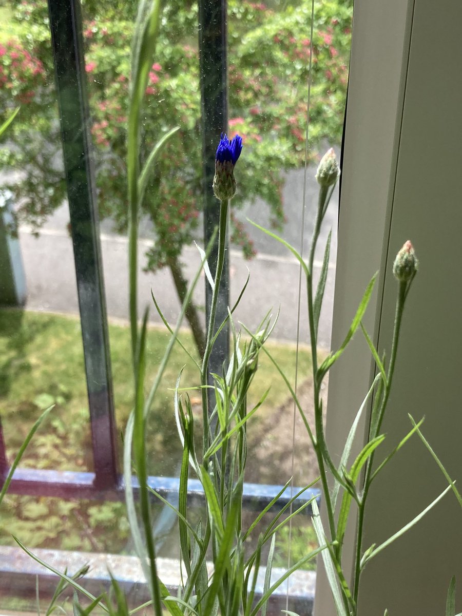 Justdreamingof's tweet photo. First sweet pea bud, first cornflower starting to open and violas in bloom 

#LittleThings #InsideGarden #GreenFingers 🌱 https://t.co/joJLQlGcgO