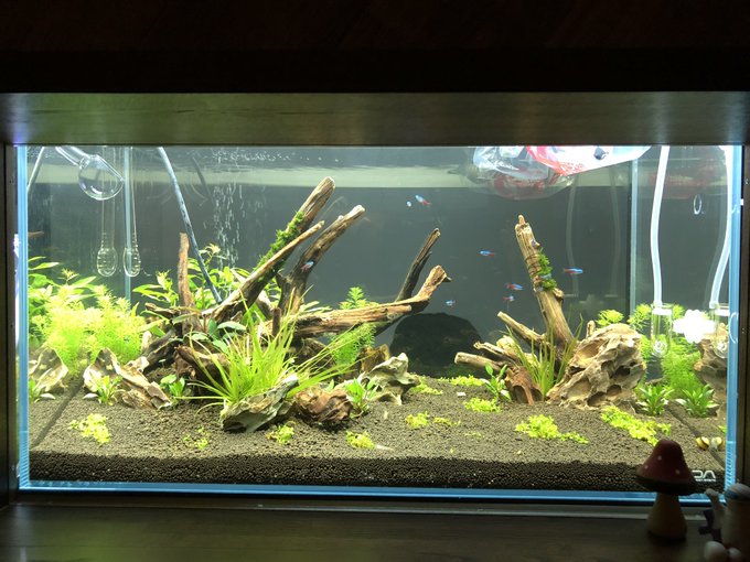 アクアリウム 1 水槽のレイアウトのコツ センス不要 With 熱帯魚