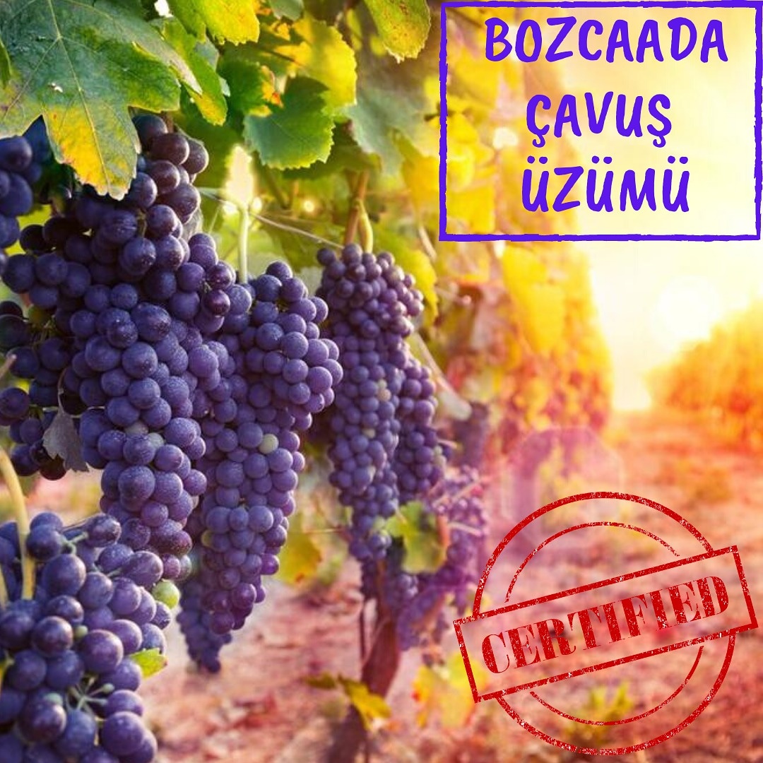 radyobozcaada's tweet photo. Bozcaada'da yetişen Çavuş üzümü, Türk Marka ve Patent Kurumu tarafından tescil edildi.Ata Demirer, Feridun Düzağaç, Merve Boluğur ve Sumru Yavrucuk tarafından yapılan tanıtımlarla da gündeme gelmişti. Bu yeni kazanım için Bozcaada'yı tebrik ediyoruz.#bozcaada #cavus #uzum https://t.co/zaIRSuu2GQ