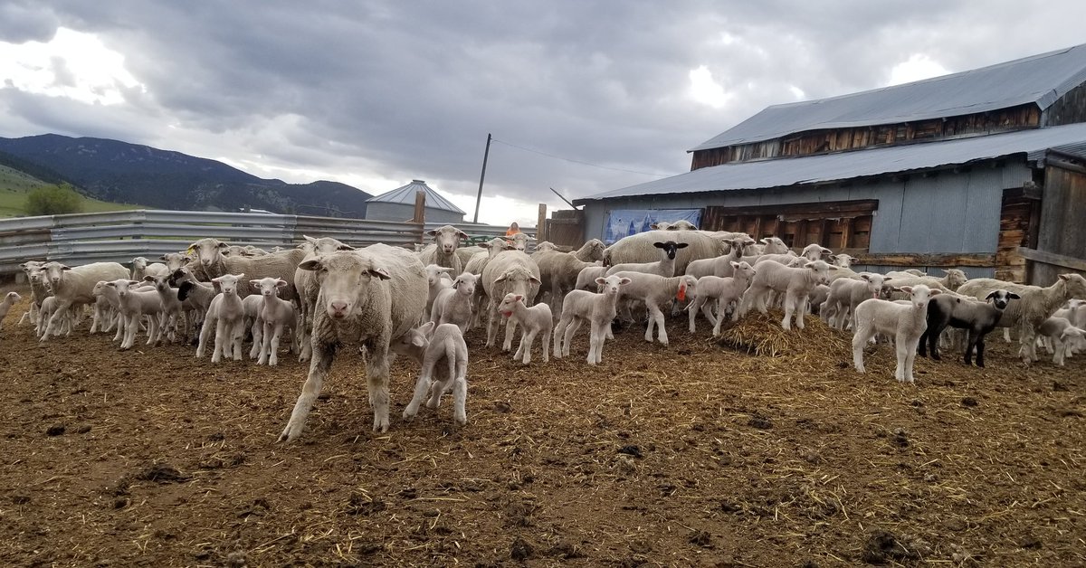 CatalystCattle's tweet photo. Got lambs?

#catalystcattle #Montana #thisranchlife #murraygrey #murraygreyinternational #lambs #lambing #lambingseason #targhee #columbia #sheep #ewes https://t.co/xIlNOkD46Y