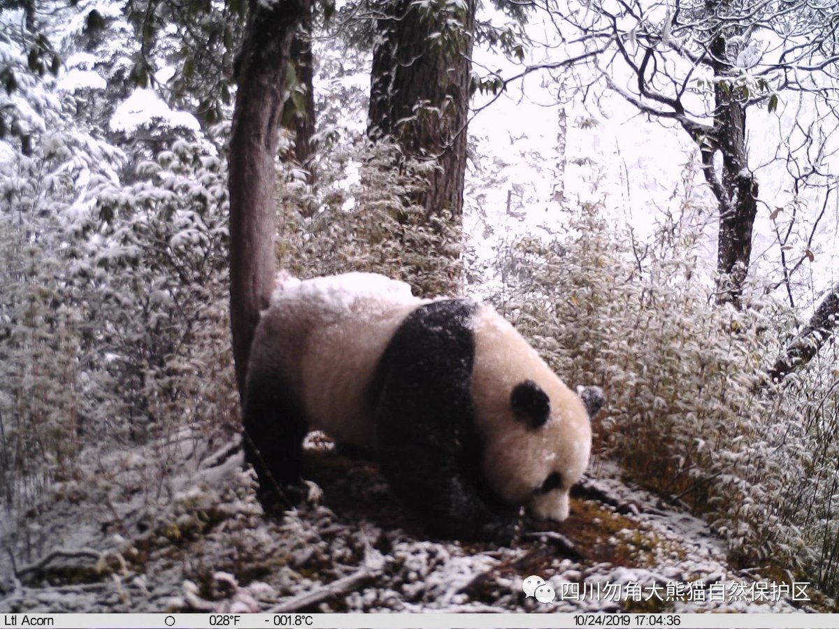 pandas_fr's tweet photo. 🐼🌲📸 Plusieurs espèces animales photographiées dans la réserve naturelle de #Wujiao (comté de #Jiuzhaigou) ⤵️
🔗 https://t.co/vw6wIoHOii
@Amazingsichuan @JiuzhaiValleyNP #panda #pandageant #giantpanda #wildpanda https://t.co/M9EWyGz0QQ