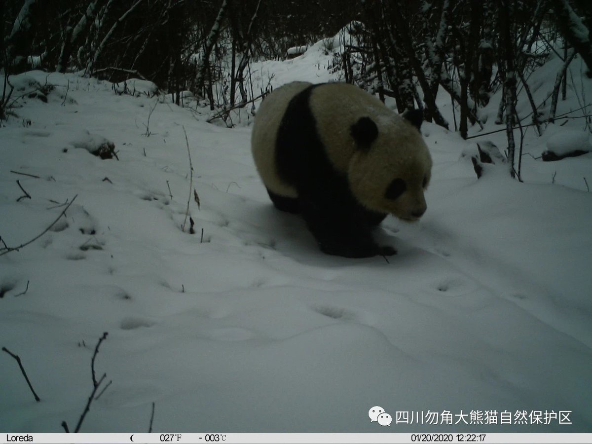 pandas_fr's tweet photo. 🐼🌲📸 Plusieurs espèces animales photographiées dans la réserve naturelle de #Wujiao (comté de #Jiuzhaigou) ⤵️
🔗 https://t.co/vw6wIoHOii
@Amazingsichuan @JiuzhaiValleyNP #panda #pandageant #giantpanda #wildpanda https://t.co/M9EWyGz0QQ