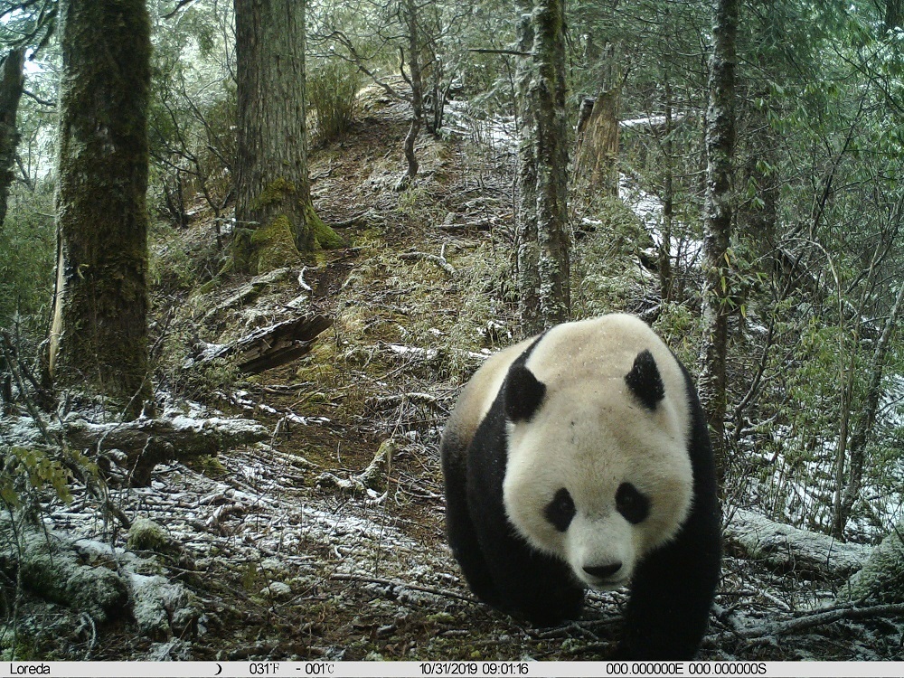pandas_fr's tweet photo. 🐼🌲📸 Plusieurs espèces animales photographiées dans la réserve naturelle de #Wujiao (comté de #Jiuzhaigou) ⤵️
🔗 https://t.co/vw6wIoHOii
@Amazingsichuan @JiuzhaiValleyNP #panda #pandageant #giantpanda #wildpanda https://t.co/M9EWyGz0QQ