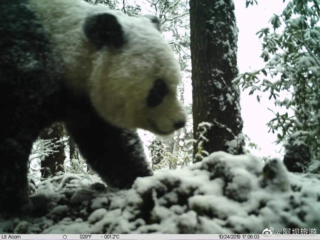 pandas_fr's tweet photo. 🐼🌲📸 Plusieurs espèces animales photographiées dans la réserve naturelle de #Wujiao (comté de #Jiuzhaigou) ⤵️
🔗 https://t.co/vw6wIoHOii
@Amazingsichuan @JiuzhaiValleyNP #panda #pandageant #giantpanda #wildpanda https://t.co/M9EWyGz0QQ