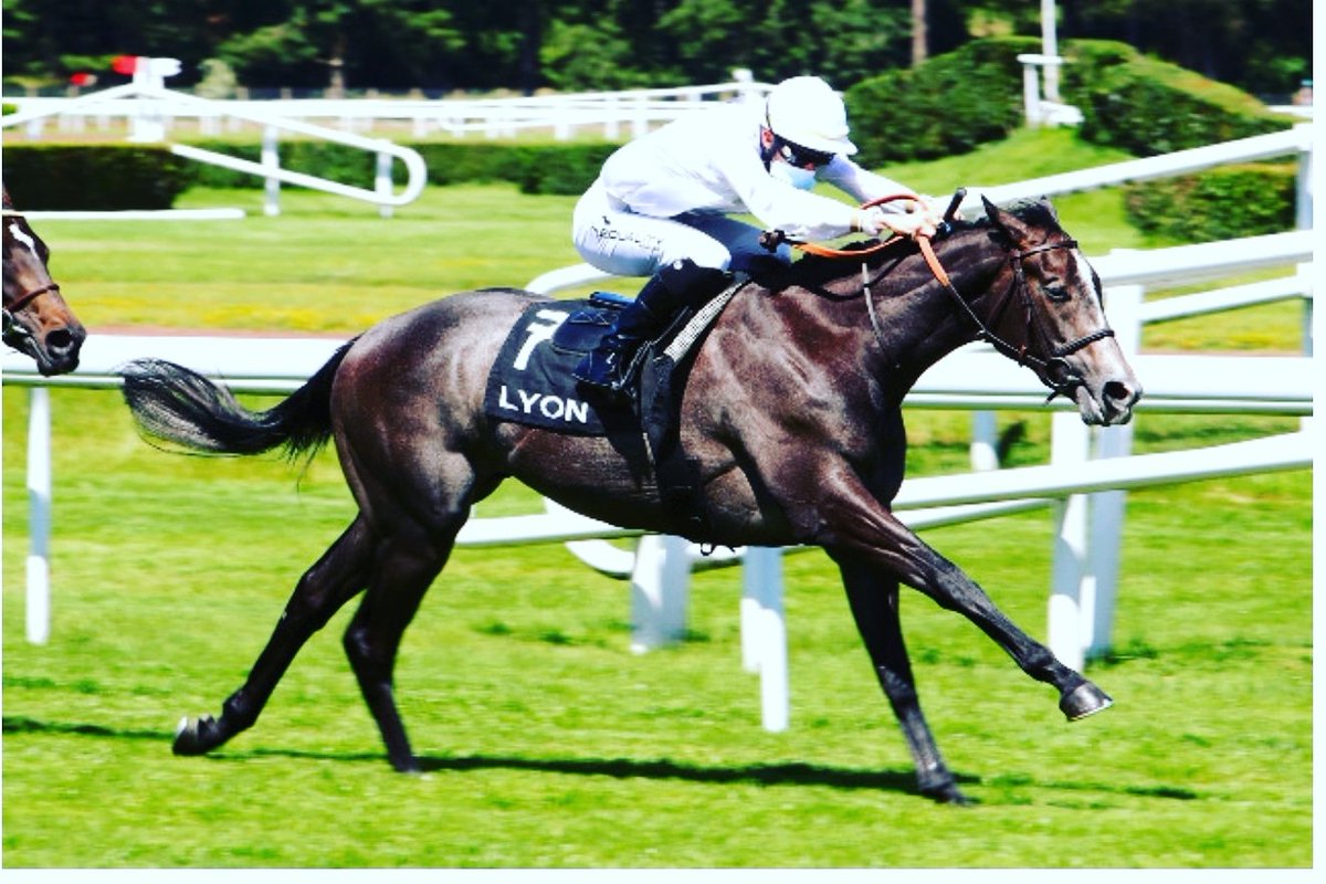 CYLerner's tweet photo. Madouss s'impose en débutant  a @LyonHippodromes dans le prix la belle II II monté par @eddy_hardouin. Felicitations a toute l'équipe. @HarasduCadran @AprhChantilly https://t.co/wF5ZbIZuD8