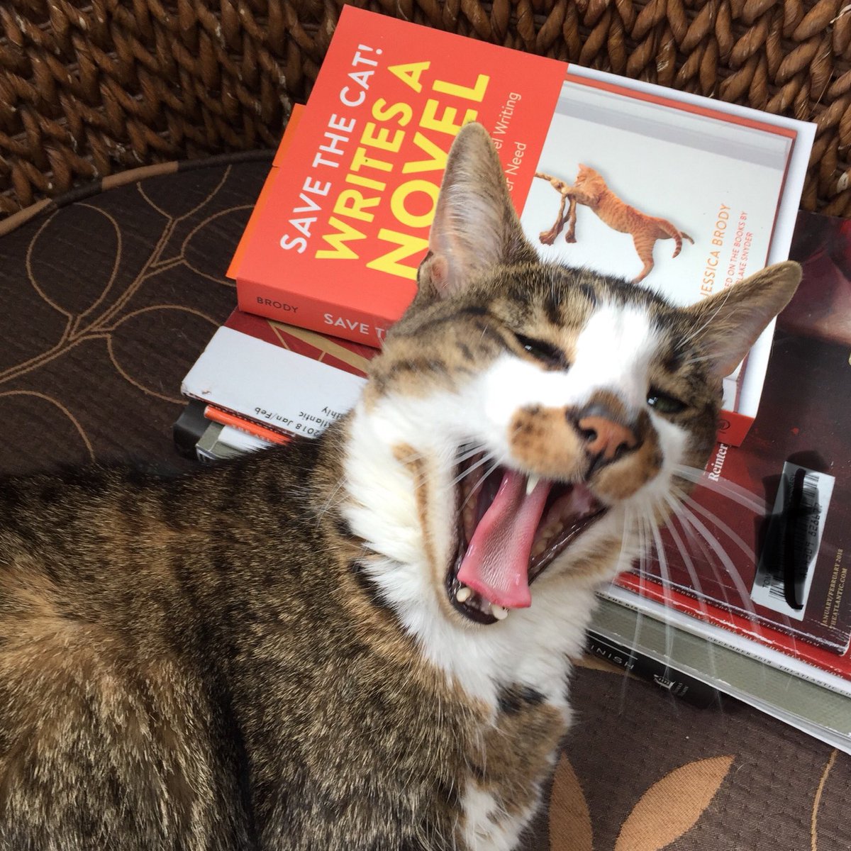 dherbert_writer's tweet photo. I’ve been slowly working my way through Save The Cat. I think Madak is telling me to get back to it😅#WritingCommunity https://t.co/IEYwEfxby6