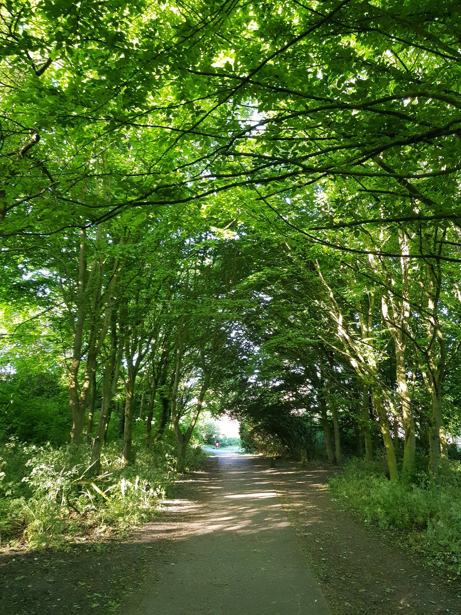 MeowStrutt's tweet image. Early morning walks 🥰🙌💗