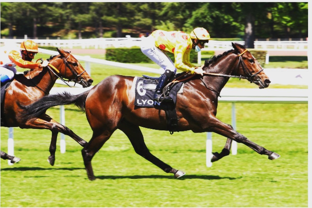 CYLerner's tweet photo. Wooton Asset s'impose aujourd'hui a @LyonHippodromes dans le prix Hunyade monté par @eddy_hardouin. Felicitations a toute l'équipe. @Haras_d_Etreham @HarasduCadran 
@AprhChantilly https://t.co/5pe7VZKZov