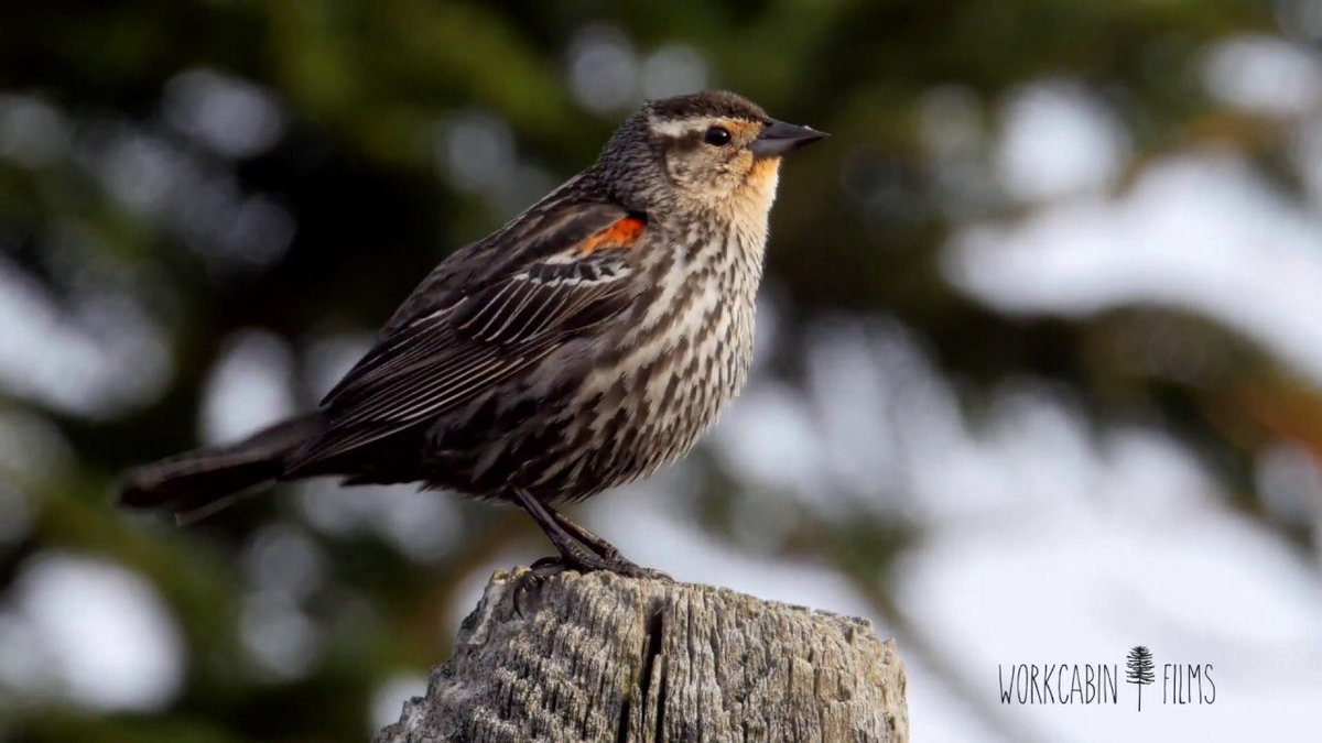 You’re right! It’s a female red winged blackbird!  https://twitter.com/bigfishstone/status/1264912769180188673?s=21  https://twitter.com/bigfishstone/status/1264912769180188673