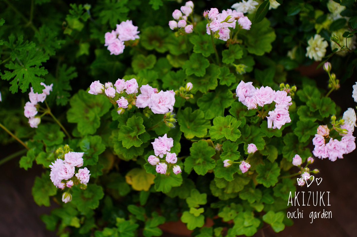 O Xrhsths 縄処 小秋庵 移転作業中です Sto Twitter ばらが落ち着いてきたらゼラニウムの季節 葉の形も香りも咲きかたも色々だけれどみんな仲間 今年も元気に仲良く増えてくれたら嬉しいな 1枚目 ばら咲きゼラニウム 2枚目 ローズゼラニウム センテッド 3枚