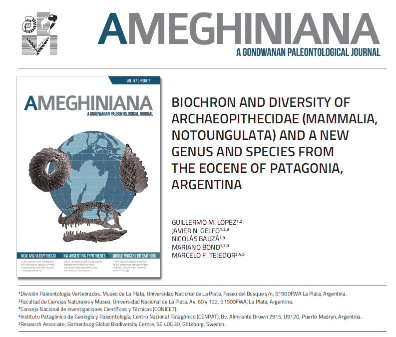 ameghiniana's tweet photo. Ameghiniana 57(2): Recently Published Article 🆕 - #VertebratePaleontology
#Biochron & #diversity of Archaeopithecidae (#Mammalia, #Notoungulata) + new genus & species from the #Eocene of #Patagonia, Argentina, by G López, J Gelfo, N Bauzá, M Bond & M Tejedor
@apaleontologica https://t.co/xaBV3XDcBx