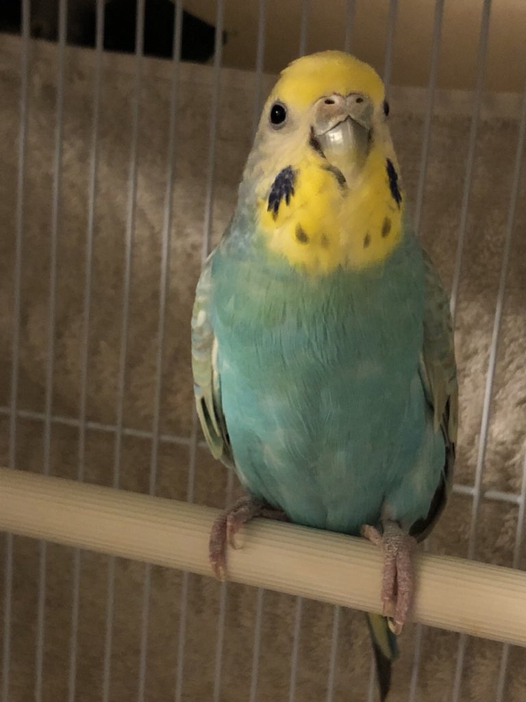 筋子 夏𓆝𓆟𓆞𓆜ᐝ あー うちのナナちゃんは世界一可愛い セキセイインコ レインボー 筋子 夏𓆝𓆟𓆞𓆜ᐝ あー うちのナナちゃんは世界一可愛い セキセイインコ レインボー