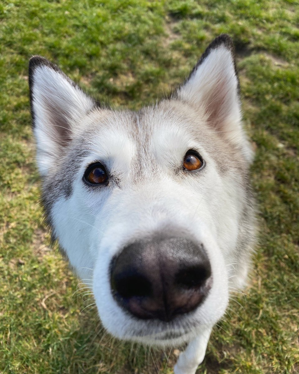 loordoor's tweet image. 👋🏻 from Luna! 
#snootaboop