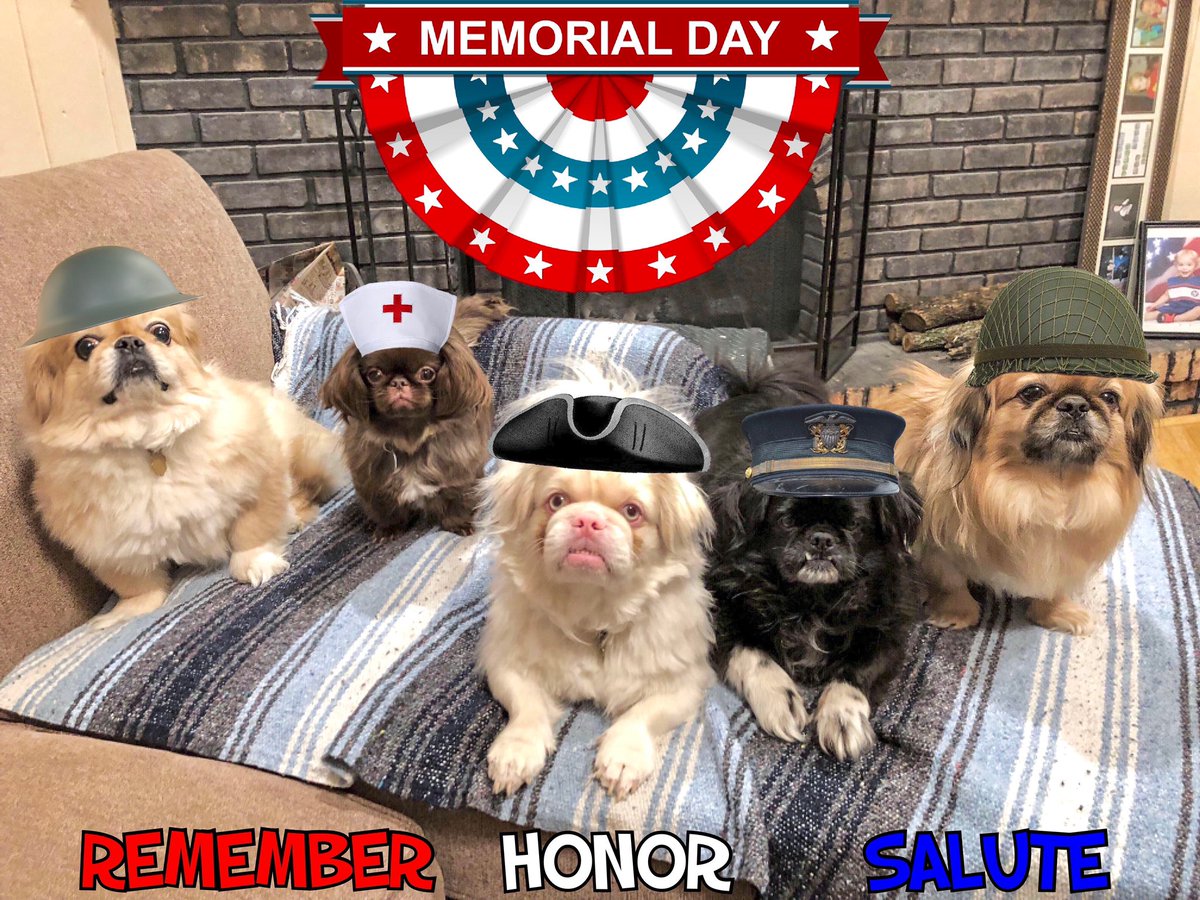 To the men, women and animals who made the ultimate sacrifice for our country. Today is the day to ... 
#MemorialDay
#TheLandOfTheFreeBecauseOfTheBrave
#Pekingese #funnydog #funny #caption #barkpost #memes