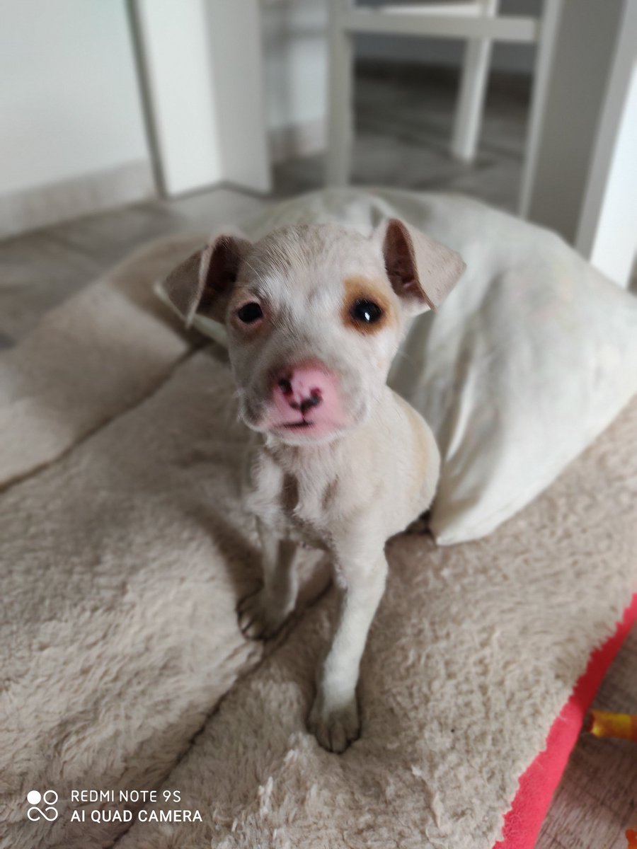 Me acabo de encontrar a este pequeñajo en un camino abandonado. Urge mucho encontrarle un hogar. Está en Sevilla. Por favor, compartan.