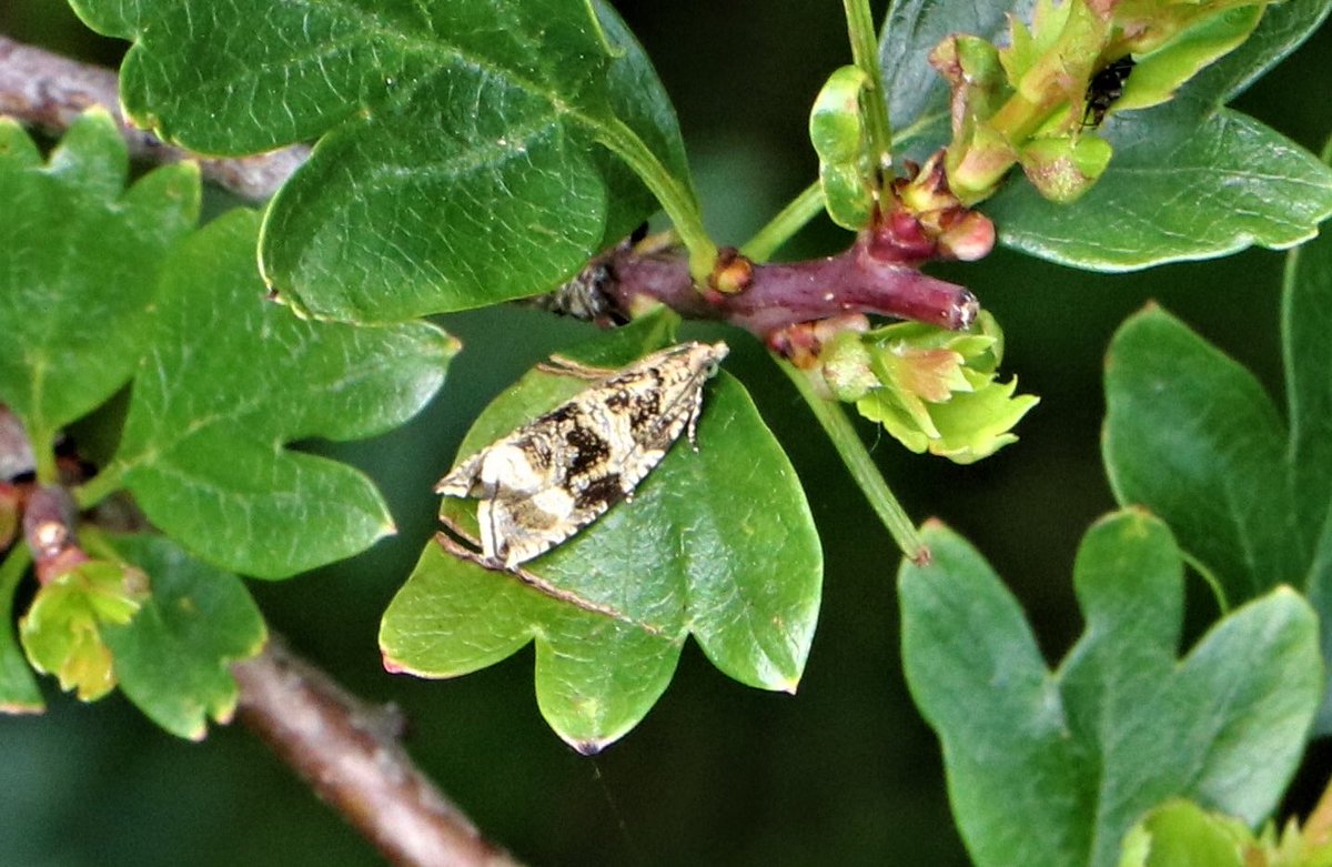 attjemeekma's tweet photo. #meimotten dag25
Dan nog maar een ronde #bladrollers @mijnblogjenl 😅
#brandnetelbladroller
#woudbladroller
#koolbladroller
#voorjaarsbladroller
#nachtvlinders🌙
#microvlinders
#insectenopdeboerderij 🌱🐄 https://t.co/d5dnvtMYV6