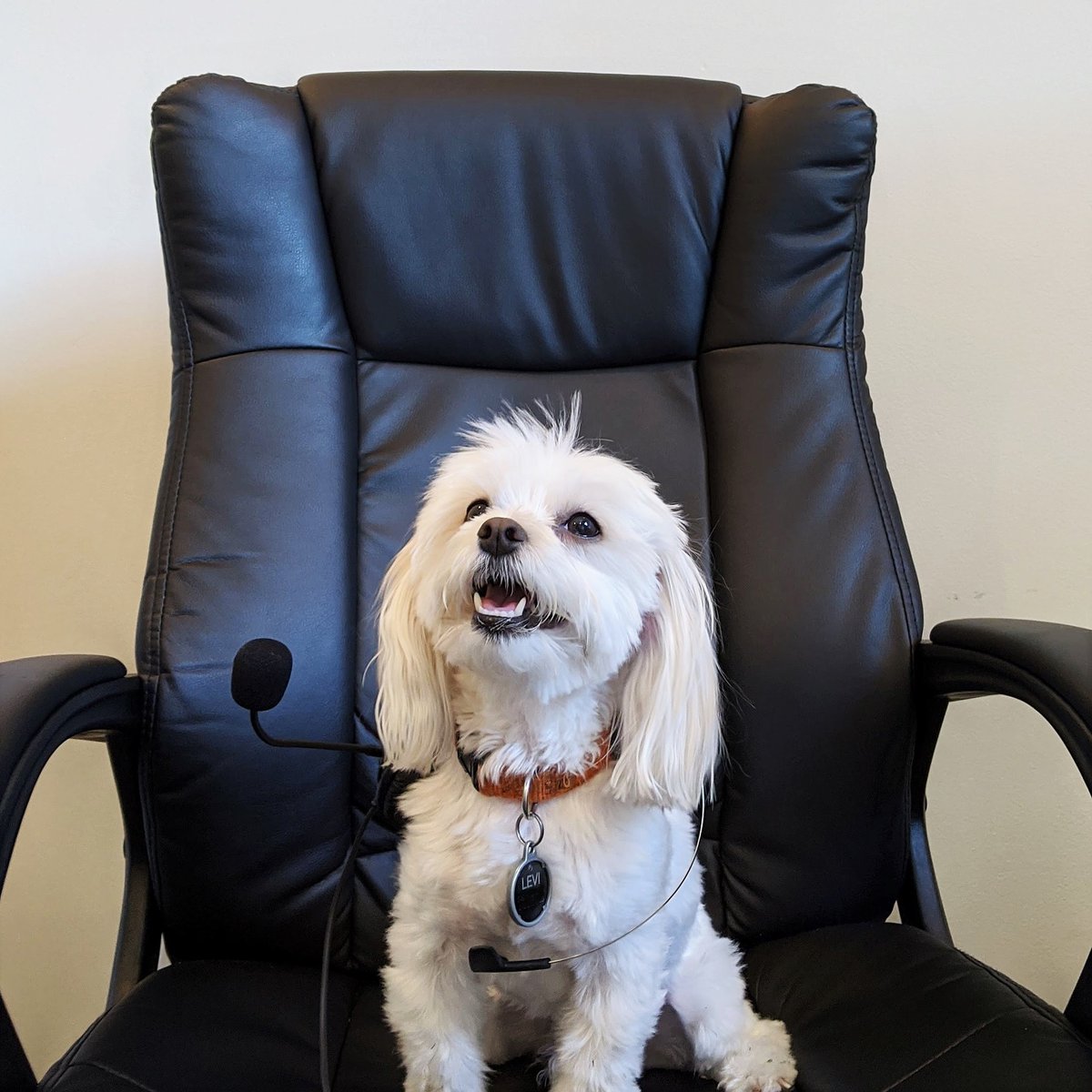 PurdySFG's tweet photo. Purdy Financial Group, this is Levi. How can I help you? 📞

Meet our smallest &amp; sweetest teammate! 4 years old &amp; 8 pounds of pure joy, Levi never fails to brighten our day.✨

#purdysfg #workperks #jaxsmallbusiness https://t.co/lyeiCtZqu2