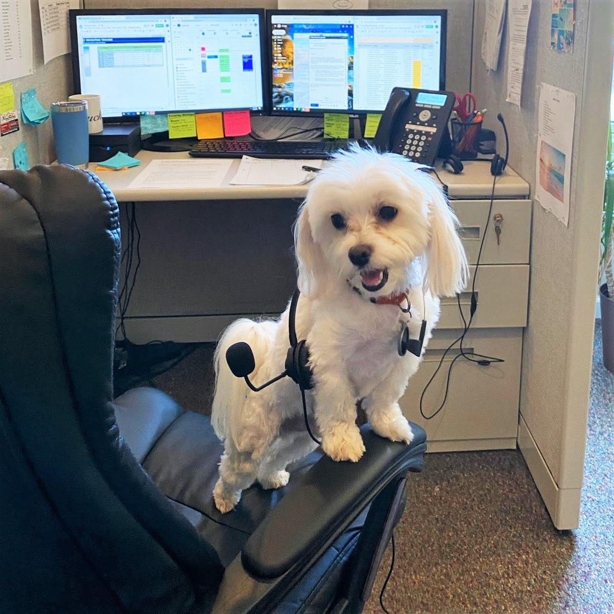 PurdySFG's tweet photo. Purdy Financial Group, this is Levi. How can I help you? 📞

Meet our smallest &amp; sweetest teammate! 4 years old &amp; 8 pounds of pure joy, Levi never fails to brighten our day.✨

#purdysfg #workperks #jaxsmallbusiness https://t.co/lyeiCtZqu2