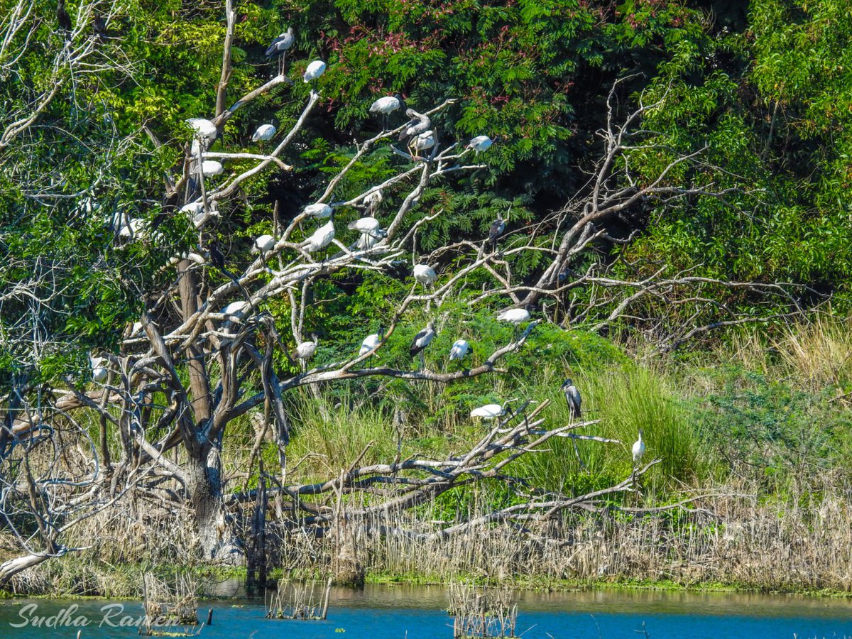 All of these birds you see here were clicked in these ponds. The good amount of water is the only reason for all these birds to take shelter here. Happy that they got safe homes during this peak summer. Don't forget to plant native fruit trees on the banks - will attract birds.