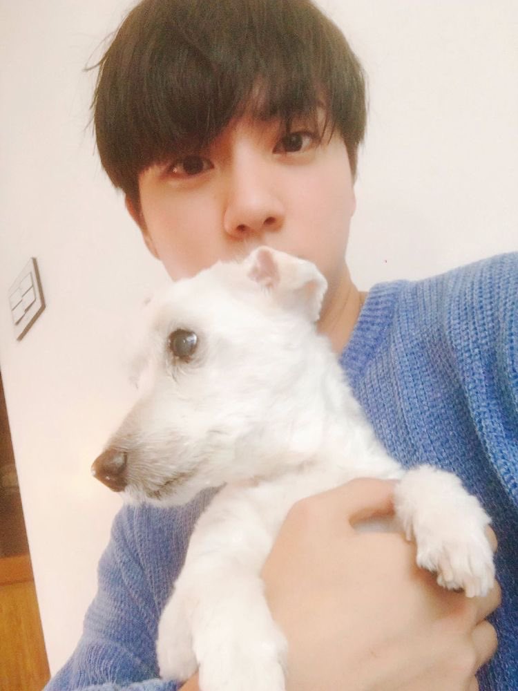 seokjin and his love for his pets; a thread