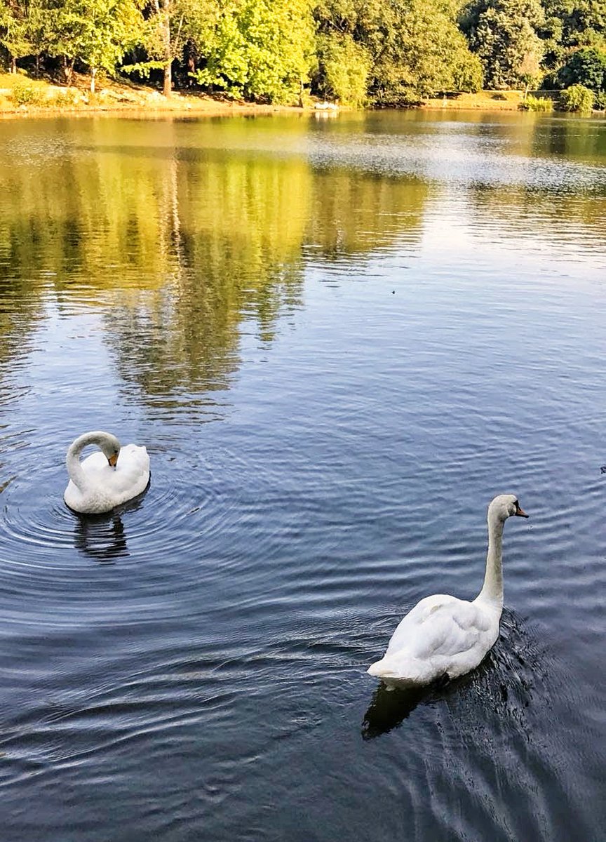 bylimousine's tweet image. Doğaya hasret kaldık. İnsanlar doğanın önemini anlamıştır umarım. 🦢🦢
#istanbul #turkey #park #kuğu #swan #nature #green #göl #like #lake  #sky #sun #summer #beach #beautiful #sunset #blue #flowers #night #tree #twilight #clouds #beauty
#GücümüzYeter