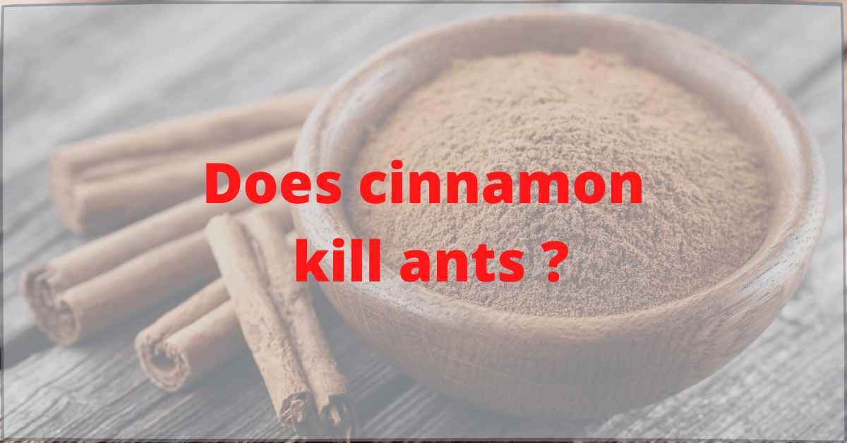 PestTrapping's tweet photo. Does Cinnamon kill Ants ? :- Cinnamon is spices obtained from the inner bark of several trees from the genus CINNAMOMUM. Cinnamon is used as  an aromatic condiment and flavoring additive. 
https://t.co/DpfxkYNac7
#ants #pestcontrol #pesttrapping #CINNAMON 🐜 https://t.co/gMedUUsezi