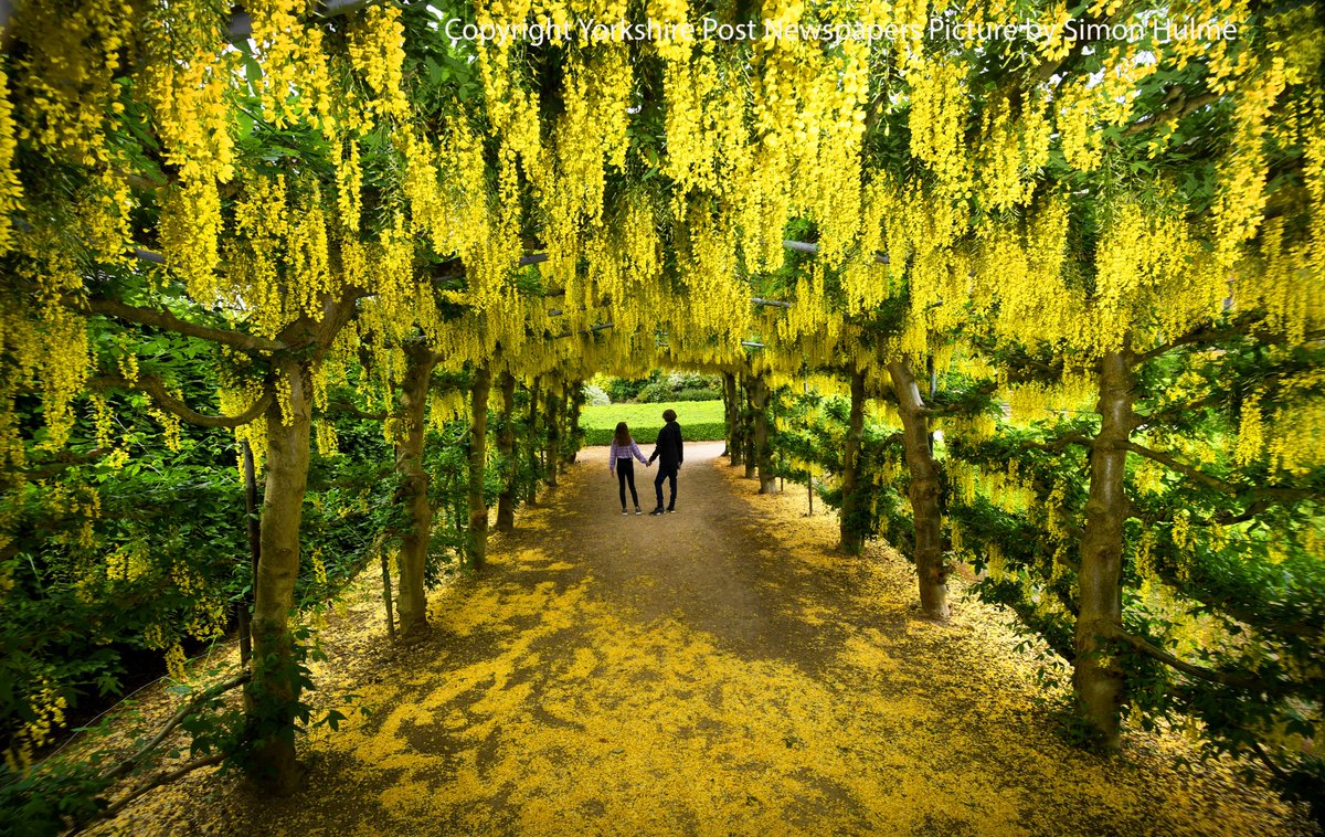 #springbankholiday Beautiful Laburnum tunnel @TempleNewsam see @yorkshirepost @LeedsNews @YPinPictures @MarisaCashill @IanDayPix #BankHolidayMonday #photography #leeds #Yorkshire