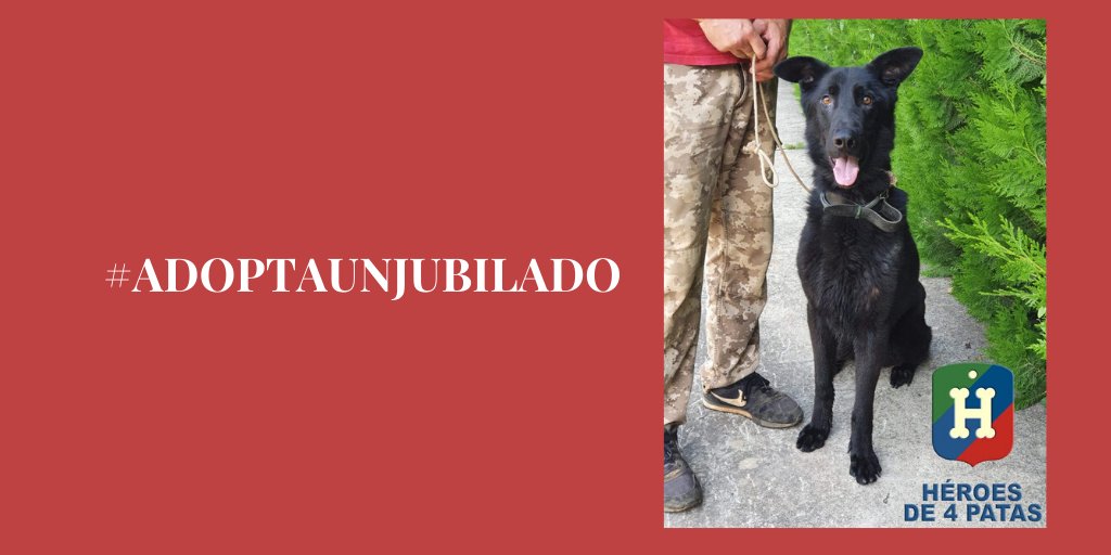 ¿Alguna vez te has preguntado qué pasa con los #perros de rescate cuando se hacen mayores? ¡Ellos también se jubilan! ¿Te animas a adoptar uno? La asociación <a href="/heroesde4patas/">Héroes de 4 Patas</a> se dedica a encontrarles un hogar. Echa un vistazo a los peludos ow.ly/qUHF30qJnQj #adoptaunjubilado