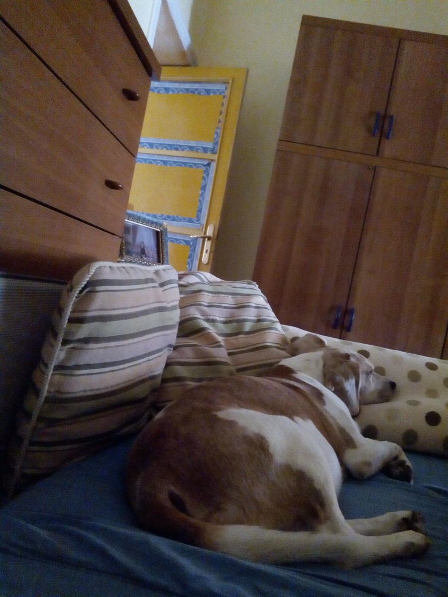 vivilavitam's tweet photo. @beaglefacts @RobBroomeNC Yes I am... ❤️❤️❤️ https://t.co/uKC6etgA9p