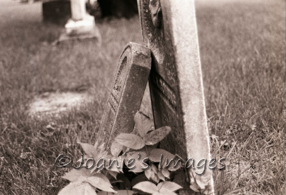 Someone to lean on
#photography #headstones #photographer #cemetery #brokenheadstone #photo #cemeteryphotography #photographyismysuperpower #blackandwhitephotography #film #art #filmphotography #photographyisart #negatives #artisasuperpower #sepia #photooftheday #minoltax570 📷