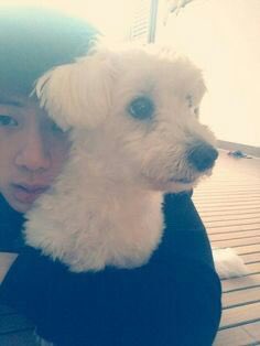 now onto jjanggu, seokjin adopted jjanggu from a shelter and he had been with him for 12 years