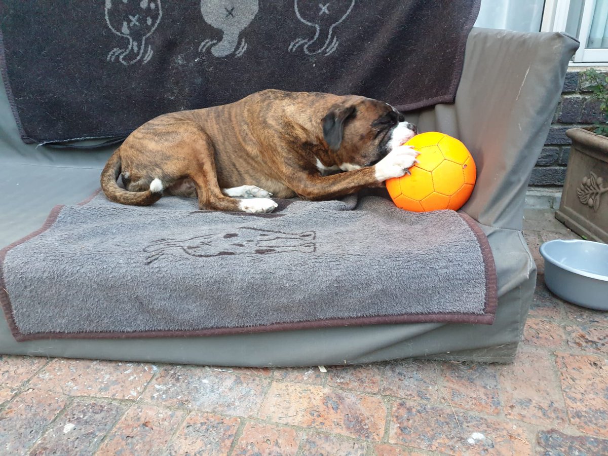 VeloWorldZA's tweet photo. It seems our Velodog Aragon has become attached to our training ball... Hopefully he can leave it for long enough for Coach Marcel to get in a little training today too 🤣
#TeamVeloworld #Veloworldza #Velodog #LoveToTrain #TrainWithPurpose #LionHeart
@mustlovebicycle @UCI_MTB https://t.co/e45zsOUYYD