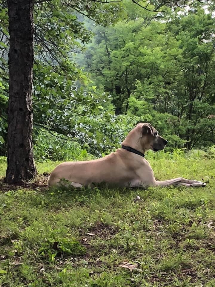 DaneDozer's tweet photo. I love the lake life #Danes #greatdanes #lakelife https://t.co/E2W09gy83E