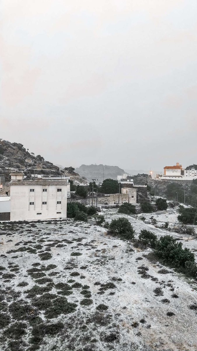 ♻️ عامر tweet media