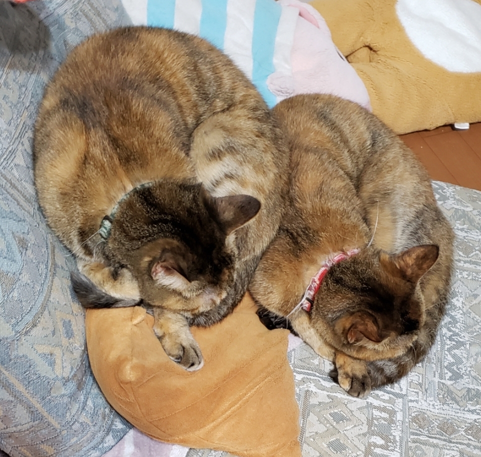 【猫まんが】
コピペかと二度見するシンクロ兄妹猫 +実態

#保護猫3兄妹 #猫 #猫漫画 #コミックエッセイ #ペット漫画 