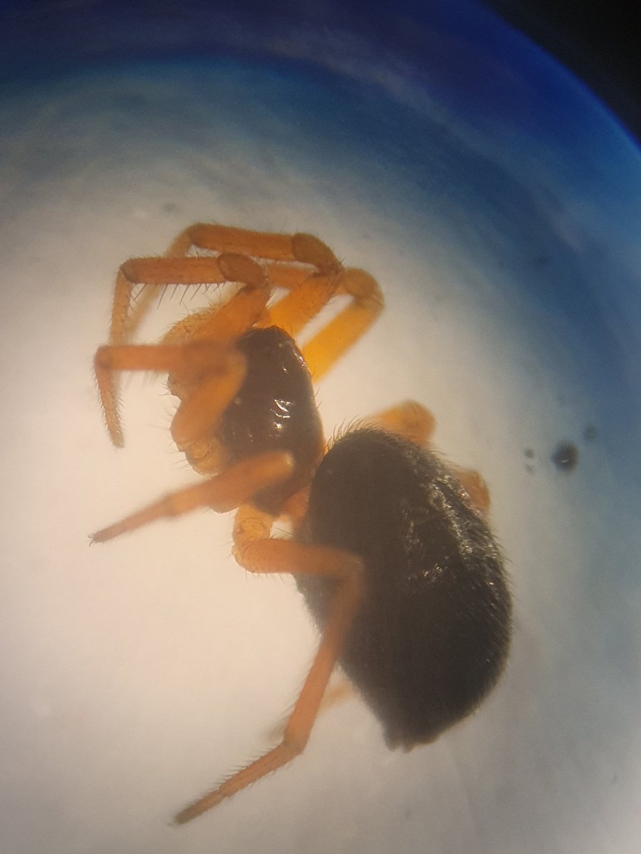 Spiders can't be stored dry, they have soft abdomens and female spiders like this linyphiid would shrivel making it hard or impossible to discern the epigyne  #spiderstorage