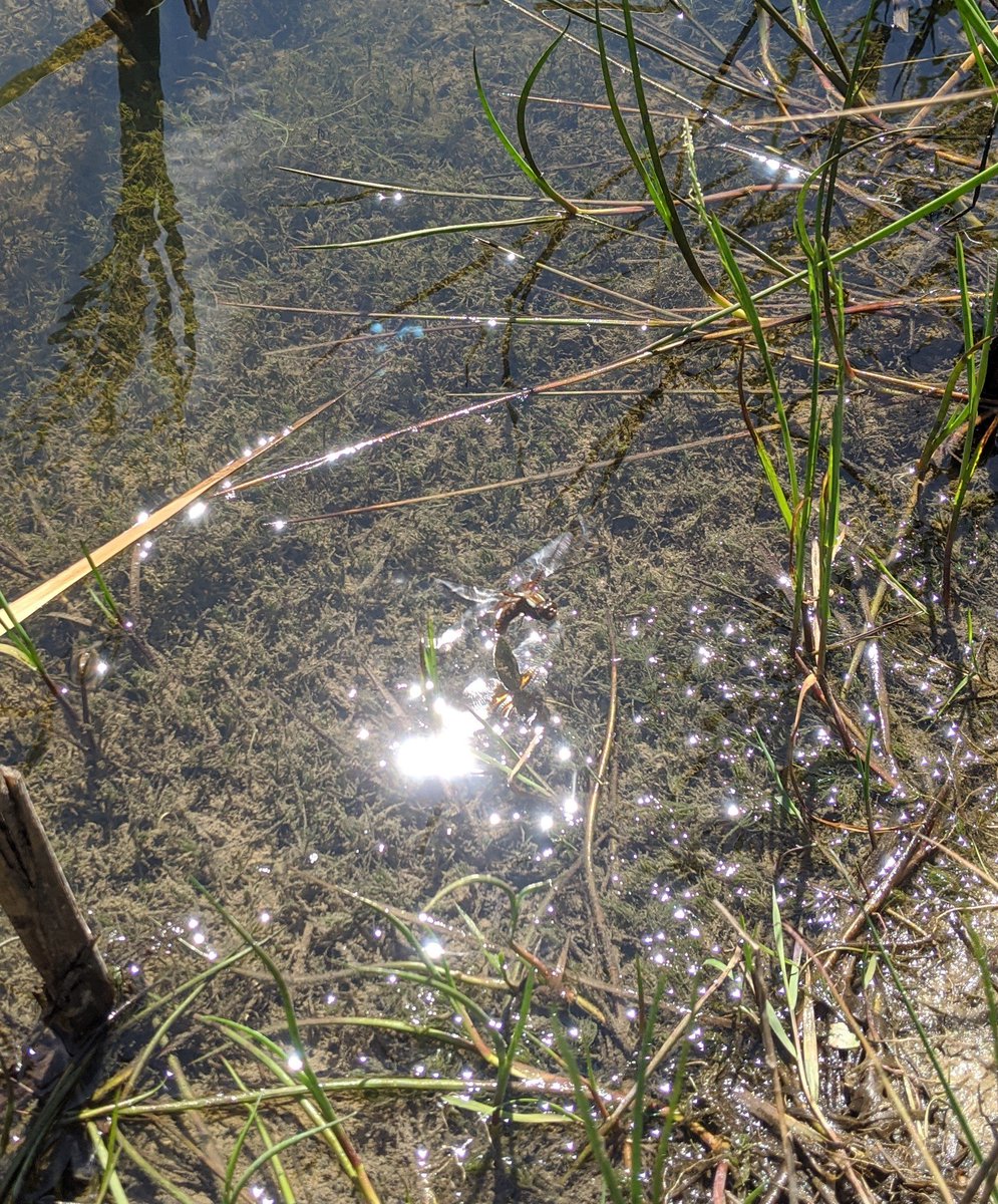 Isabel Commerford (@isabelcommerfo1) on Twitter photo Brilliant couple of hours watching broad-bodied chasers at Woodhouse Washlands! This female mated and then began egg laying on some vegetation <a href="/BDSdragonflies/">British Dragonfly Society</a> <a href="/WildSheffield/">Sheffield & Rotherham Wildlife Trust</a> #dragonfly #ecology #odonata Brilliant couple of hours watching broad-bodied chasers at Woodhouse Washlands! This female mated and then began egg laying on some vegetation <a href="/BDSdragonflies/">British Dragonfly Society</a> <a href="/WildSheffield/">Sheffield & Rotherham Wildlife Trust</a> #dragonfly #ecology #odonata