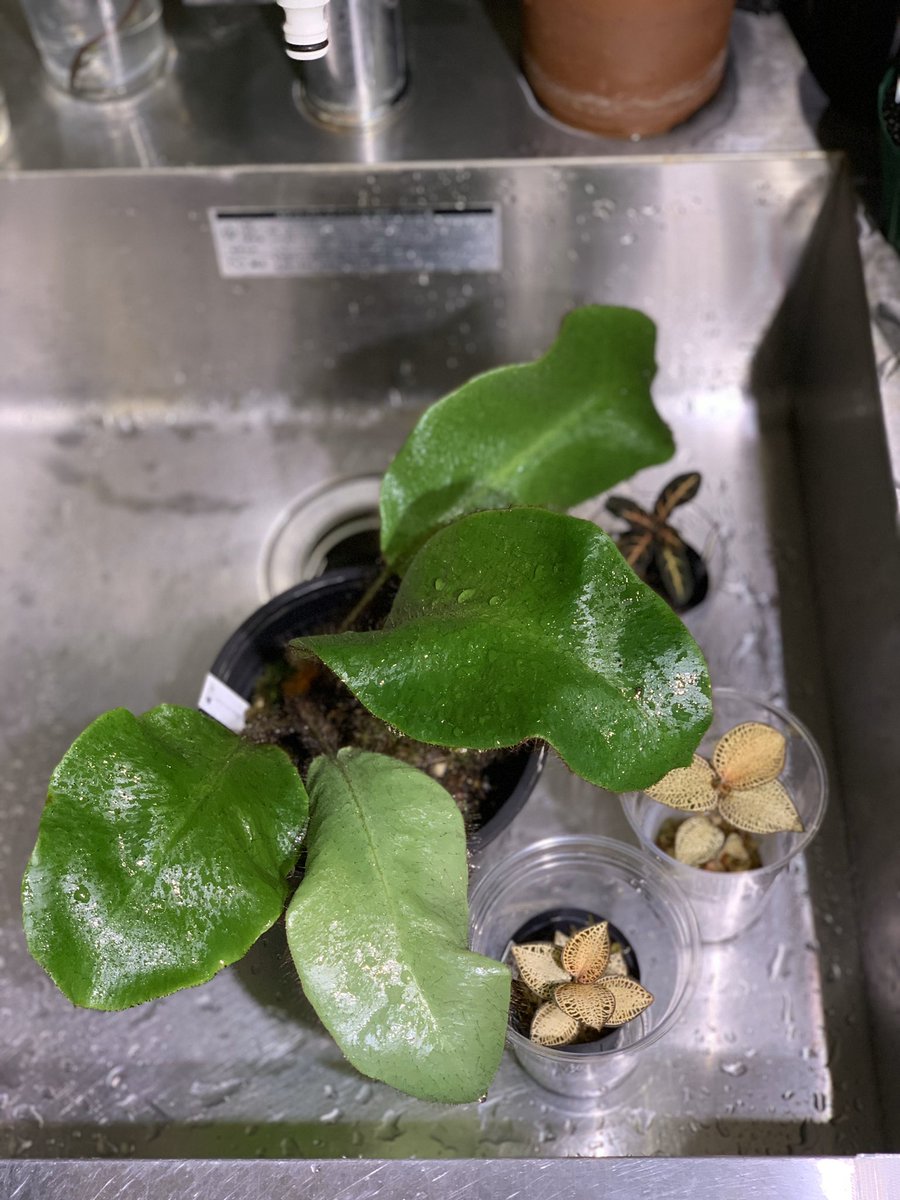 crazy_clever_s's tweet photo. #Elaphoglossum #crinitum
#STRINGPLANTS #シダ植物
久々見たら4枚目展開してたので
購入時の葉は全てカット✂️✨
5枚目も控えてるので楽しみ😊 https://t.co/70p0hkwySi