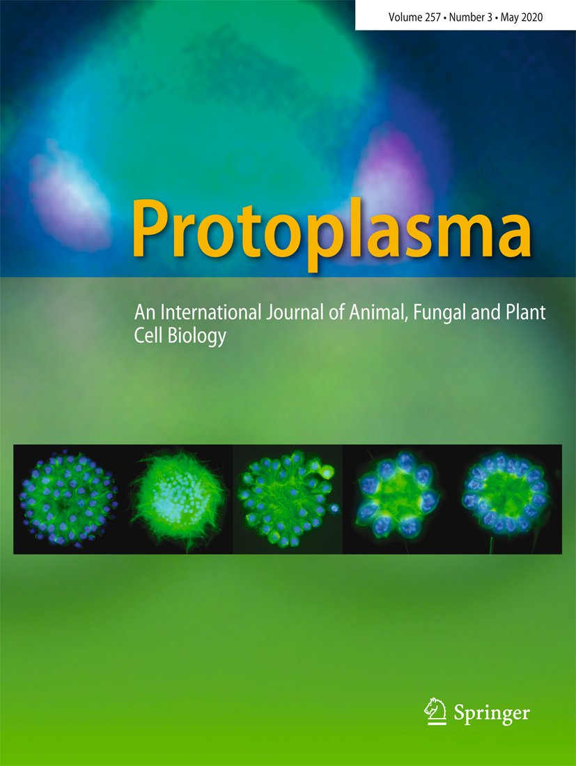 SpringerPlants's tweet image. Vivek Ambastha, Garima Chauhan, and colleagues report the execution of #programmedcelldeath by #singletoxygen generated inside the chloroplasts of #Arabidopsis thaliana.

Read the article published in the current issue of Protoplasma.
link.springer.com/article/10.100…