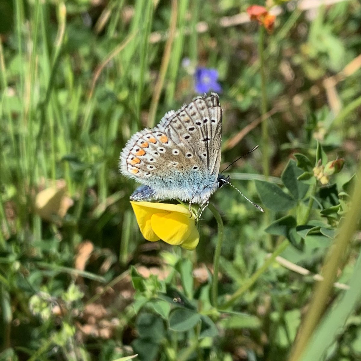 GEnglandEcology's tweet photo. What a gorgeous bank holiday Monday at @BBOWT Warburg Nature Reserve ☀️ Saw these beautiful butterflies, common blue (Polyommatus icarus) and small heath (Coenonympha pamphilus) as well as a host of others 🦋 Also saw a common lizard, a mole and lots of birds 🌳 #naturelovers https://t.co/wjiWeuXTHk