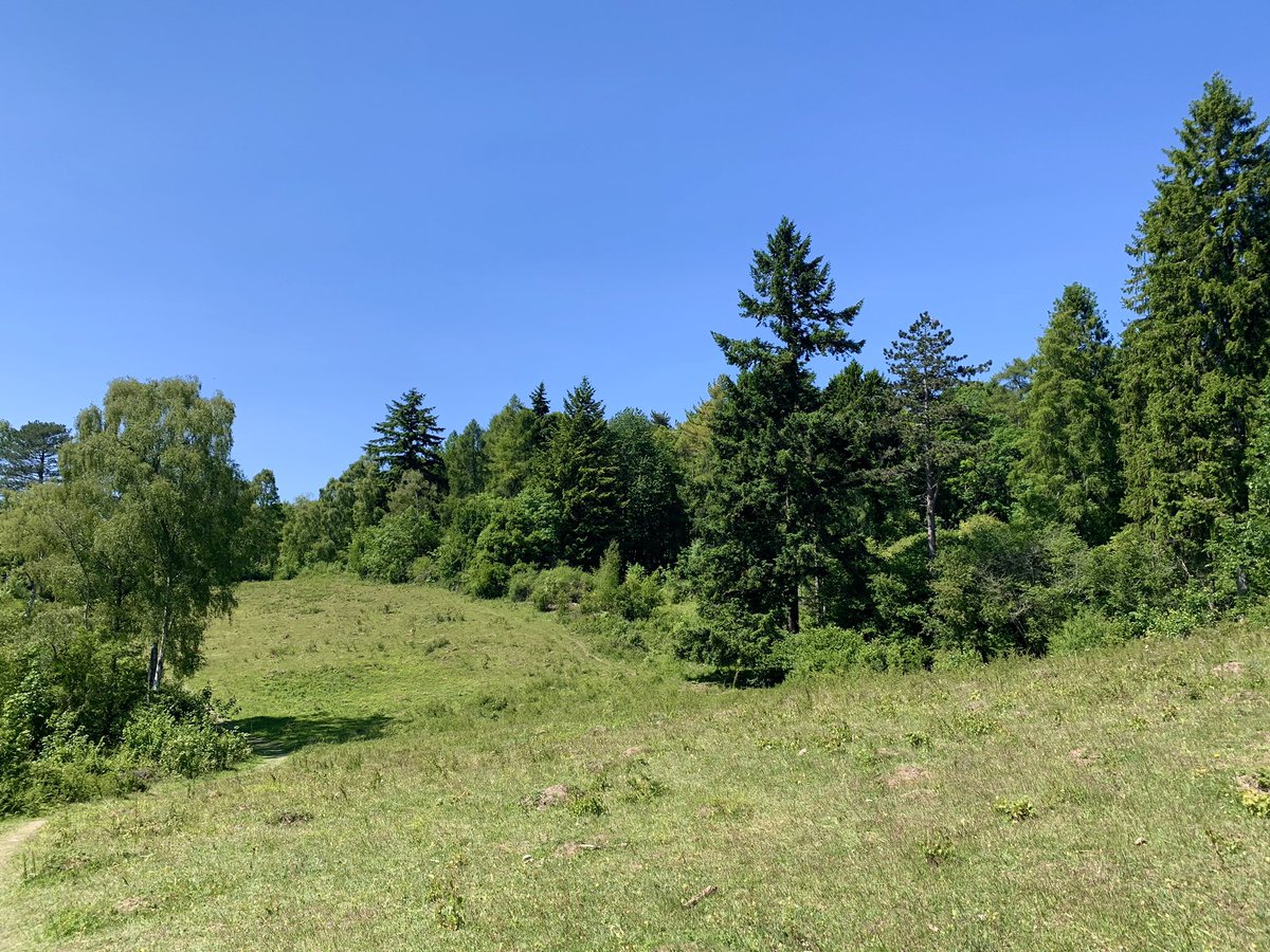 GEnglandEcology's tweet photo. What a gorgeous bank holiday Monday at @BBOWT Warburg Nature Reserve ☀️ Saw these beautiful butterflies, common blue (Polyommatus icarus) and small heath (Coenonympha pamphilus) as well as a host of others 🦋 Also saw a common lizard, a mole and lots of birds 🌳 #naturelovers https://t.co/wjiWeuXTHk