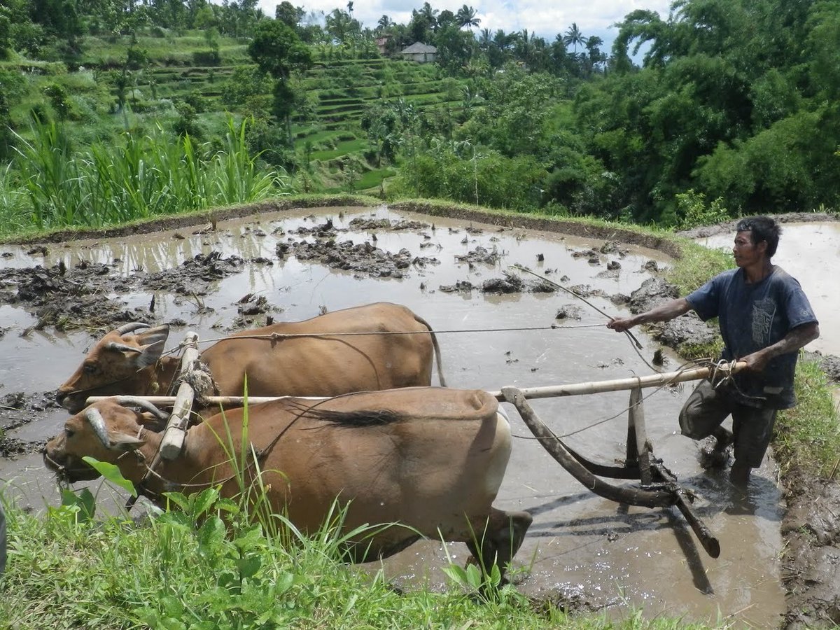 Why are current policies aiming to stop  #deforestation doomed to failure? Because we fail to understand people. Read the paper  https://tinyurl.com/ForestAffair  via  @OneEarth_CP