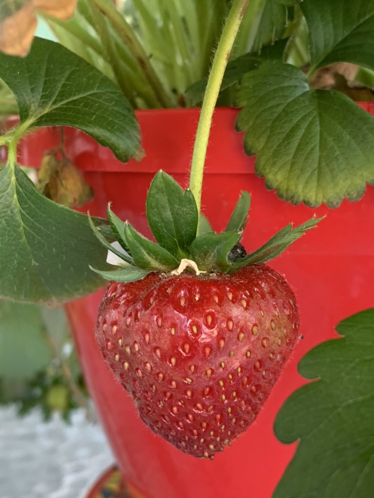 PamPetrakos's tweet photo. First strawberry π of the season. A promising start to the week. #MondayMotivation #freshgrown #sweet #homegarden #strawberries #QuarentineLife https://t.co/PnoiNrubXy
