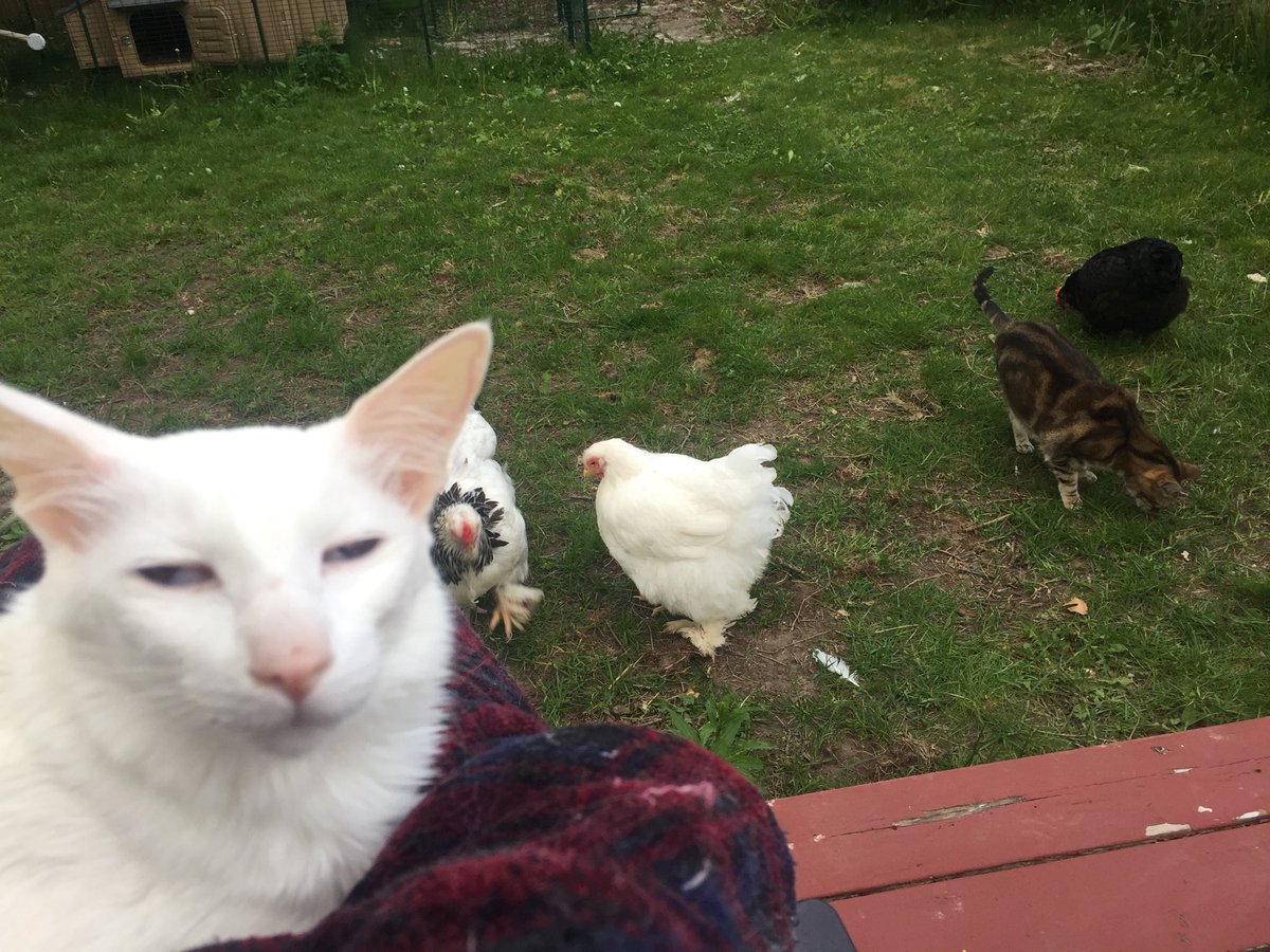 pangurandgrim's tweet photo. look at all these chickens https://t.co/S1d8sw2BUy