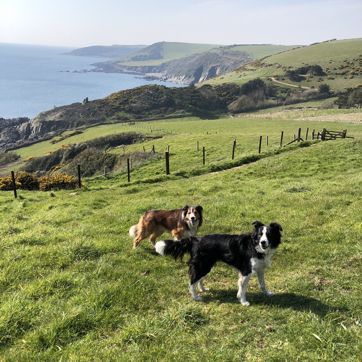 CarswellCottage's tweet photo. The @swcoastpath, right on the doorstep of our holiday cottages, provides stunning walks along the beautiful south Devon coastline &amp; we are making full use of it in this gorgeous weather today ☀️ #southwestcoastpath #walkingholiday #devon #southhams #dogfriendlyholidays #dogwalks https://t.co/jN9rQCXLH8