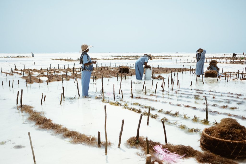 Kenyan photographer Khadija Farah from her series ‘Zanzibar’s Seaweed Farmers.’